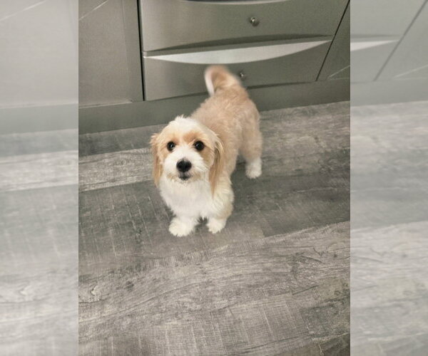 Medium Photo #9 Maltese-Unknown Mix Puppy For Sale in Plantation, FL, USA