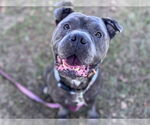 Small #1 American Staffordshire Terrier Mix