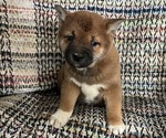 Puppy 4 Shiba Inu