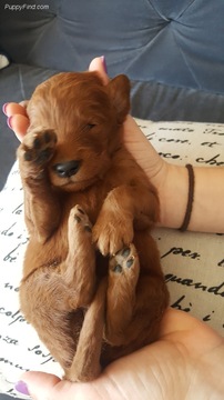 Medium Photo #1 Goldendoodle Puppy For Sale in FISHERS, IN, USA