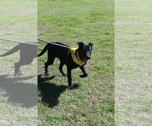 Marlo - Male Labrador Retriever-Unknown Mix Dog for Adoption - Photo #3