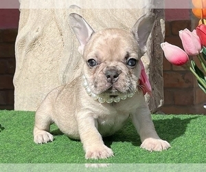 French Bulldog Puppy for Sale in CLINTON, New Jersey USA