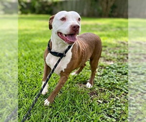 KIWI - Female Mutt Dog for Adoption - Photo #2