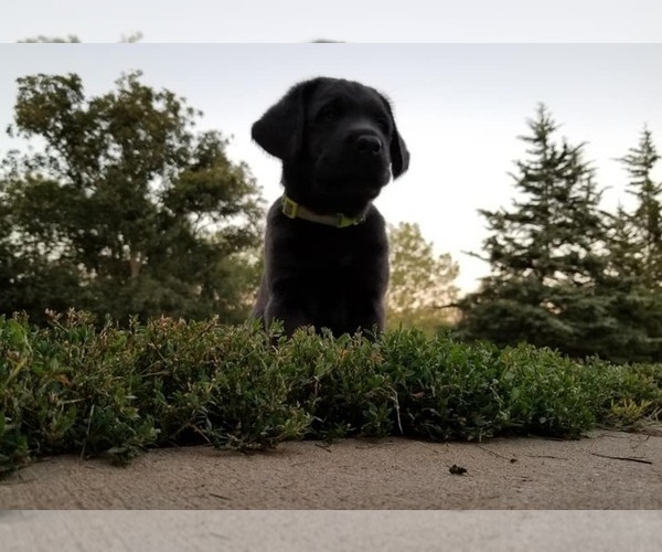 Medium Photo #1 Labrador Retriever Puppy For Sale in NORWALK, IA, USA
