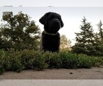 Small Photo #1 Labrador Retriever Puppy For Sale in NORWALK, IA, USA