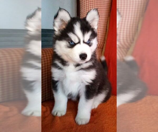 Medium Photo #1 Siberian Husky Puppy For Sale in LITTLETON, ME, USA