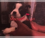 Small Photo #1 Boston Terrier-Collie Mix Puppy For Sale in COLUMBUS, OH, USA