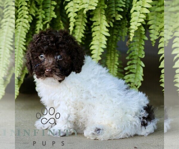 Medium Photo #3 Shih-Poo Puppy For Sale in GORDONVILLE, PA, USA