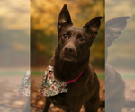 Small #2 Labrador Retriever Mix