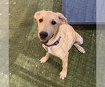 Small #13 Labrador Retriever Mix