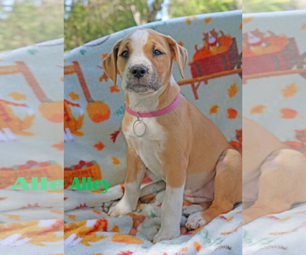 Medium Photo #6 American Pit Bull Terrier-Unknown Mix Puppy For Sale in Wakefield, RI, USA