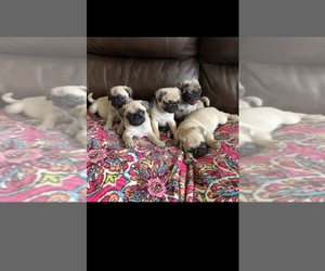Pug Litter for sale in SEVIERVILLE, TN, USA