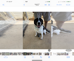 Small #3 Labrador Retriever-Treeing Walker Coonhound Mix