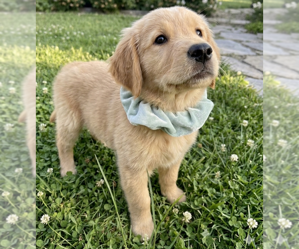 Medium Photo #3 Golden Retriever Puppy For Sale in Grovertown, IN, USA