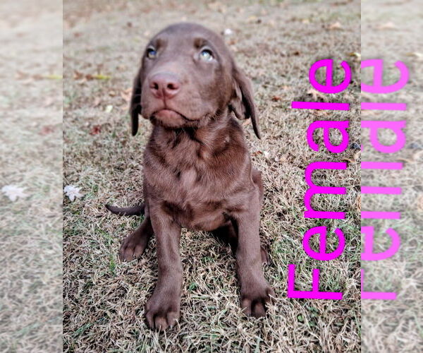 Medium Photo #1 Labrador Retriever Puppy For Sale in BRISTOL, TN, USA