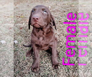 Labrador Retriever Puppy for sale in BRISTOL, TN, USA