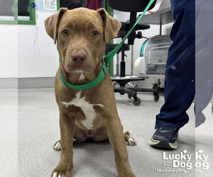 Labrador Retriever-Unknown Mix Dogs for adoption in Washington, DC, USA