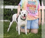 Small #1 American Pit Bull Terrier Mix