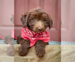 Puppy Rocky Aussiedoodle