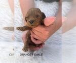 Small Photo #9 Goldendoodle (Miniature) Puppy For Sale in BAKERSFIELD, CA, USA
