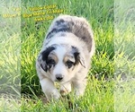 Small Photo #1 Border Collie Puppy For Sale in ELMENDORF, TX, USA