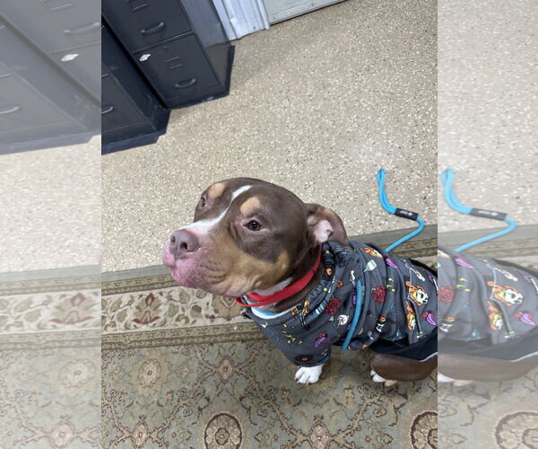 Medium Photo #12 American Pit Bull Terrier-American Staffordshire Terrier Mix Puppy For Sale in Lockport, NY, USA