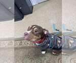 Small #11 American Pit Bull Terrier-American Staffordshire Terrier Mix