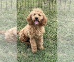 Small Photo #1 Cock-A-Poo Puppy For Sale in EASLEY, SC, USA