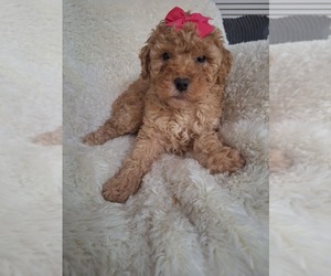 Poodle (Toy) Puppy for sale in PALM BAY, FL, USA
