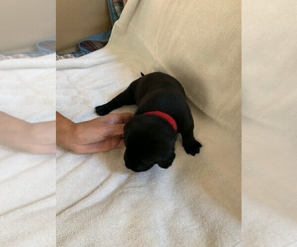 Medium Photo #1 Labrador Retriever Puppy For Sale in WHITE, GA, USA