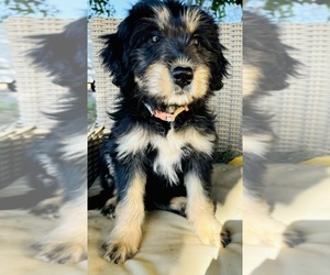 Border Collie Puppy for sale in PATTERSON, CA, USA