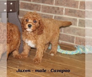 Cavapoo Puppy for sale in CLARKRANGE, TN, USA