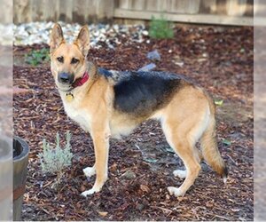 German Shepherd Dog Dogs for adoption in Cupertino, CA, USA