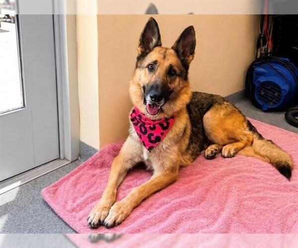 Medium Photo #3 German Shepherd Dog Puppy For Sale in Orange, CA, USA