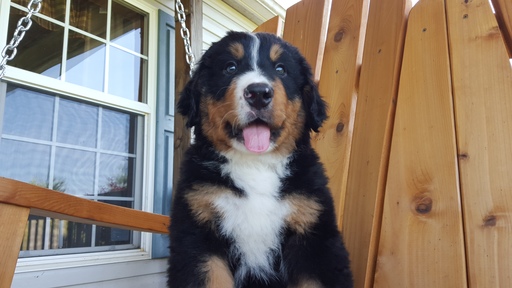 Medium Photo #1 Bernese Mountain Dog Puppy For Sale in BARNETT, MO, USA