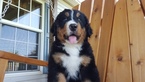Small Photo #1 Bernese Mountain Dog Puppy For Sale in BARNETT, MO, USA
