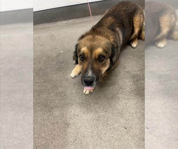 Medium Photo #1 Australian Shepherd-Unknown Mix Puppy For Sale in HESPERIA, CA, USA