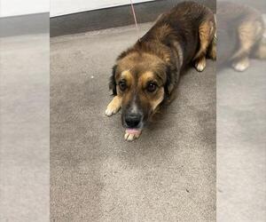 Australian Shepherd-Unknown Mix Dogs for adoption in HESPERIA, CA, USA