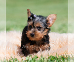 Small Photo #3 Yorkshire Terrier Puppy For Sale in WARSAW, IN, USA