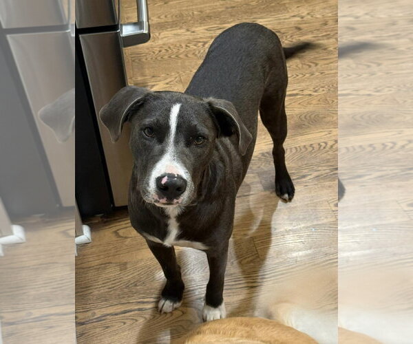 Medium Photo #3 Golden Retriever-Unknown Mix Puppy For Sale in Alexander, AR, USA