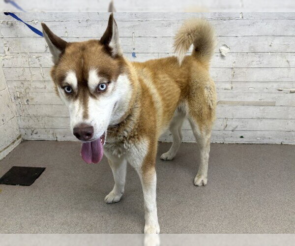 Medium Photo #1 Siberian Husky Puppy For Sale in San Bernardino, CA, USA