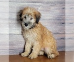 Small Photo #3 Soft Coated Wheaten Terrier Puppy For Sale in SHAWNEE, OK, USA