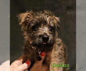 Medium Cairn Terrier