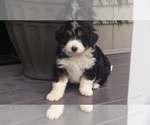 Puppy 3 Miniature Bernedoodle