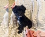 Small Photo #5 YorkiePoo Puppy For Sale in LAWRENCE, MI, USA