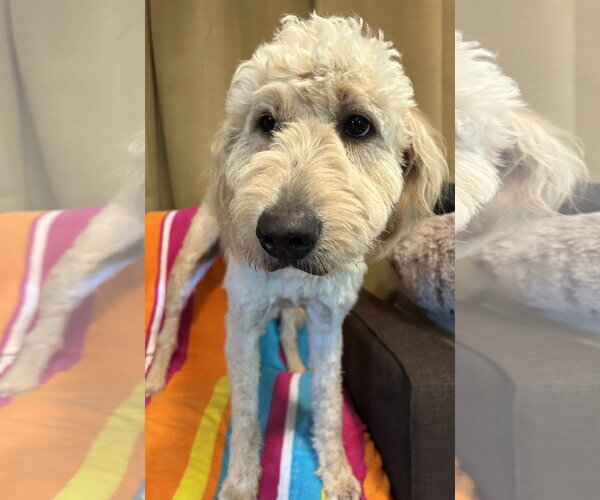 Medium Photo #7 Goldendoodle Puppy For Sale in Pacolet, SC, USA