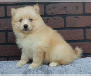 Pomsky Puppy for sale in CINCINNATI, OH, USA