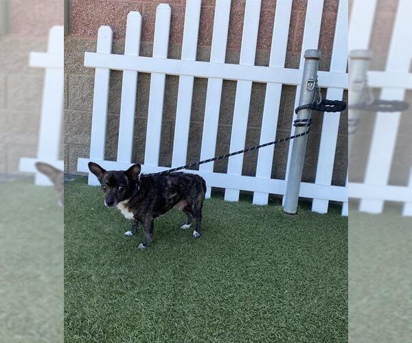 Medium Photo #1 Chihuahua Puppy For Sale in Modesto, CA, USA