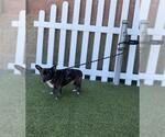 Small Chihuahua