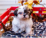 Small #10 Shih Tzu